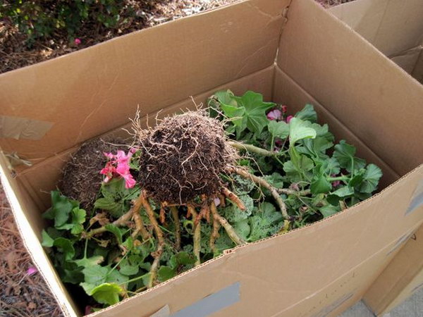 Overwintering Geraniums. 