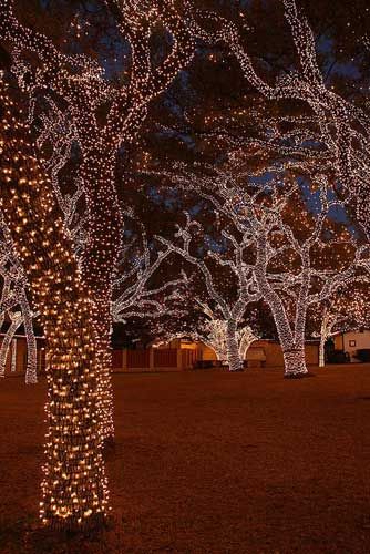 Wrap Led Christmas Lights On The Outdoor Trees. 