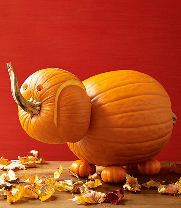 Elephant Pumpkin. 