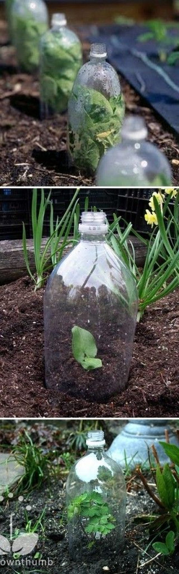 Create a Mini Greenhouse Using 2-liter Soda Bottles. 