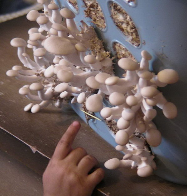 Grow Mushrooms In A Laundry Basket. 