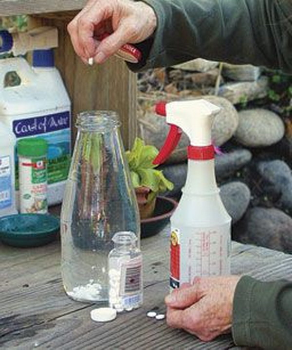 Use An Aspirin Foliar Spray To Combat Black Spot, Powdery Mildew, And Rust. 