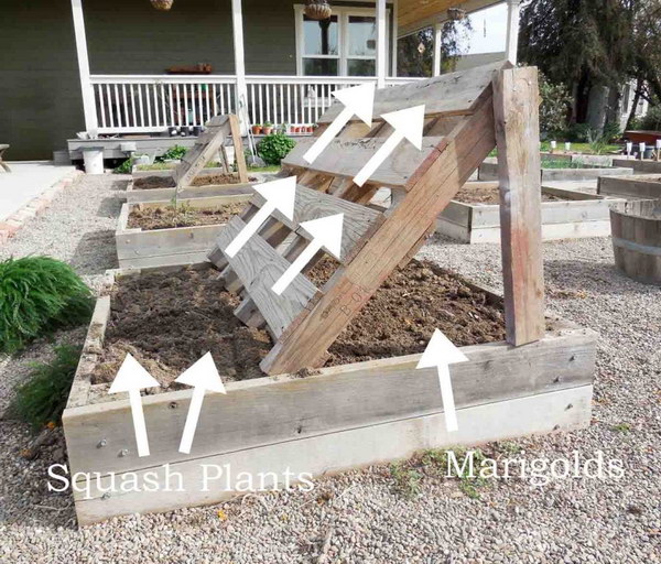 Raised Garden Bed With Squash Growing Racks Made Out Of Pallets. 