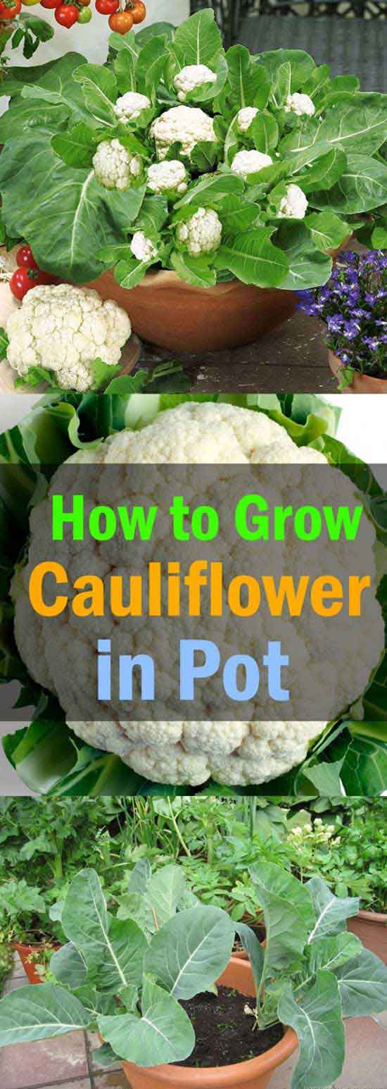 Planting cauliflower in a container is not very difficult, just make sure you allow for adequate drainage and give them plenty of sunlight every day. 