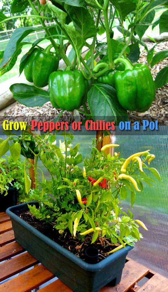 Place the bell peppers or chilies pot in a sunny spot and provide them right soil and organic fertilizer it will get you big harvest. 