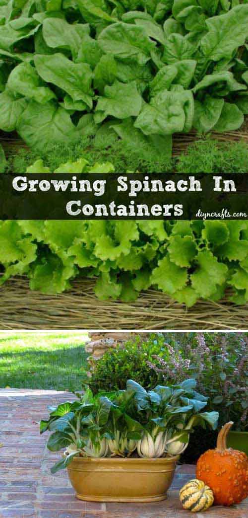 The most important thing to remember about Spinach or Asian Greens is you will want to make sure it avoids direct sunlight when you grow it. 