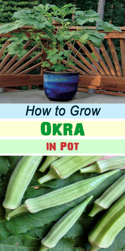 Grow okra in containers if you are short on space. Okra is fast growing in hot climates and ready for harvest in about two months. 