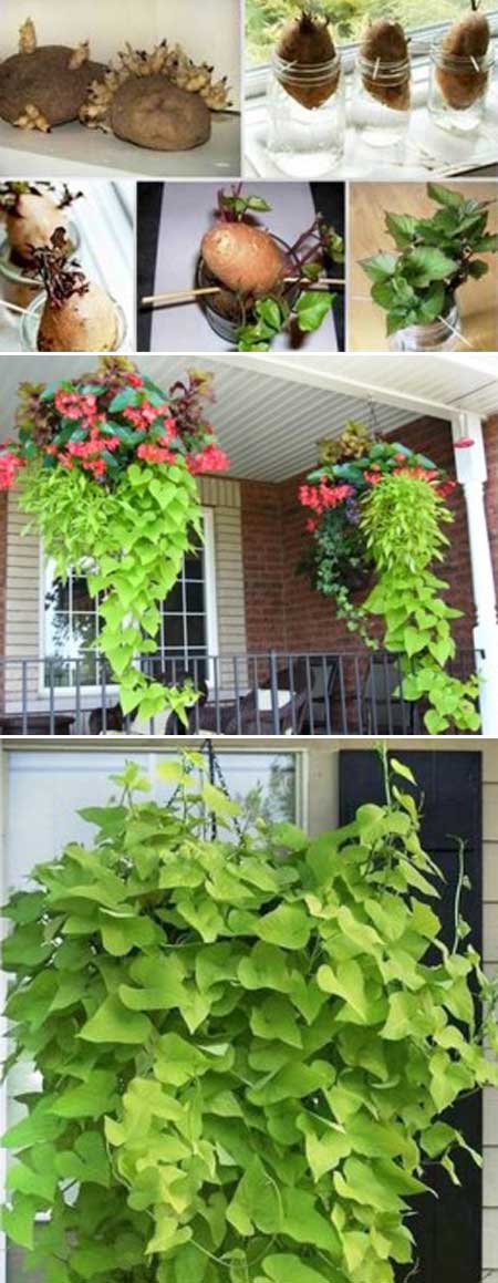 This Hanging Sweet Potato Vine Plant is a Sweet Decoration for a Kitchen Windowsill. 
