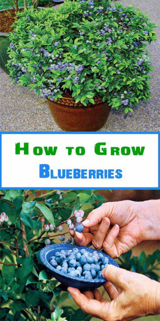 Dwarf Blueberry variety is perfect for a patio or other urban garden, as they can grow even in a po. 