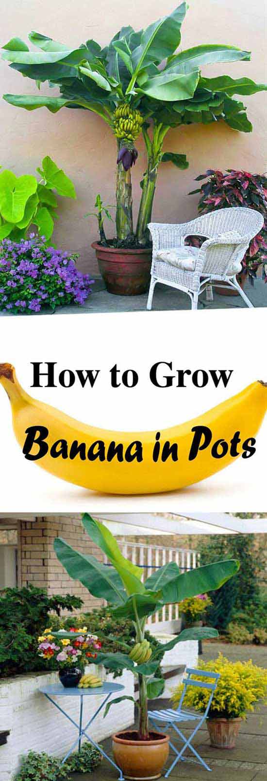 Banana Trees you Can Grow in a Po. 