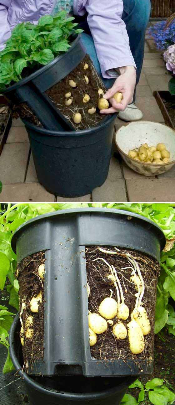 Putting a potato pot with cut sides inside another one makes it easier to lift the plants out for harvestin. 