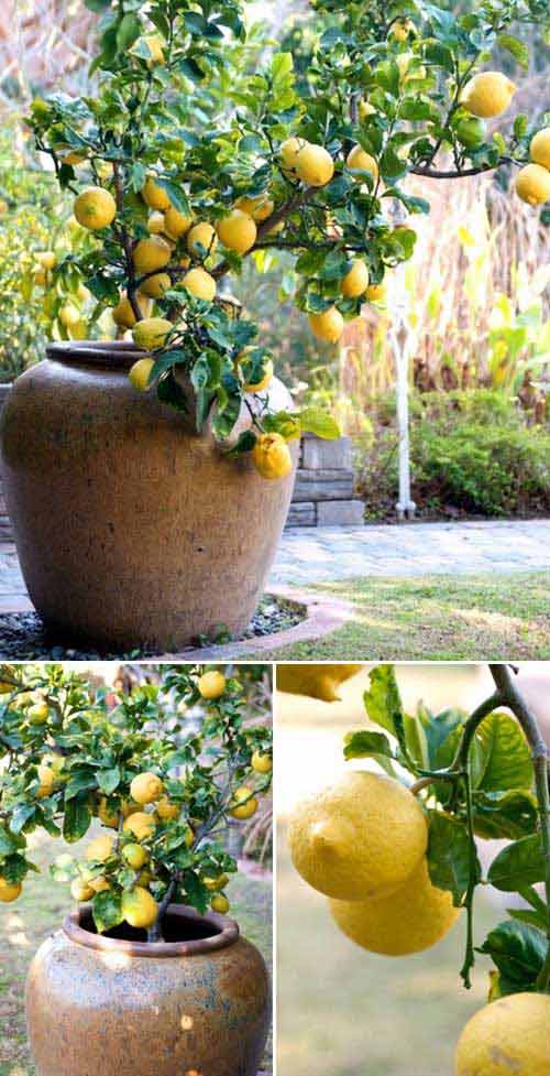A Lemon Tree Studded with Fruit is an Absolutely Fabulous Scene to Your Garde. 