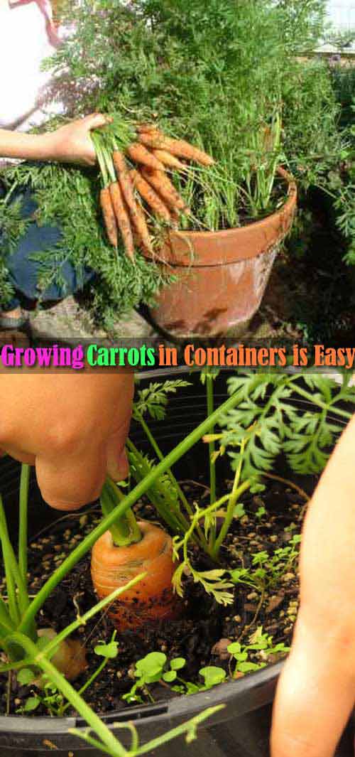 Growing Carrots in containers is easy and it doesn’t take much space too. 