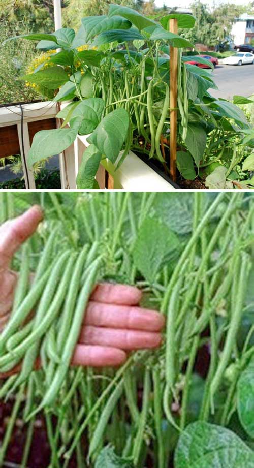 Thanks to their compact growing habit, bush beans is one of the most suitable crops can be grown in a container. If you do decide to grow this type of beans, add the support structure before you plant. 