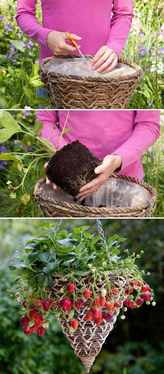 Making hanging baskets is a great idea to let you have a big harvest of strawberries on limited spac. 