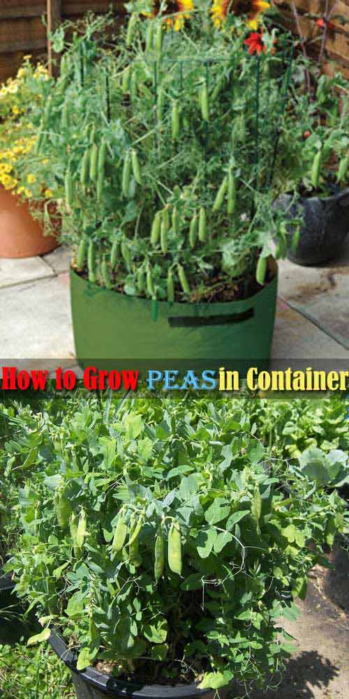 Peas are a great crop for container gardening, but they do not do well with the high heat of summer. 