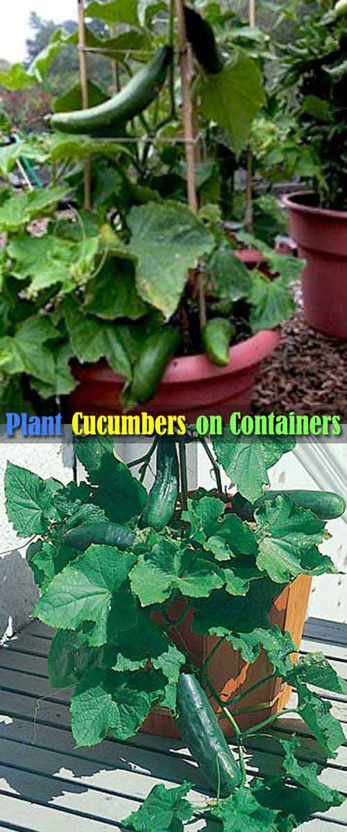 Cucumbers are Easy to Grow in Containers, Just Keep Them Vertically Growing by Using a Stake. 