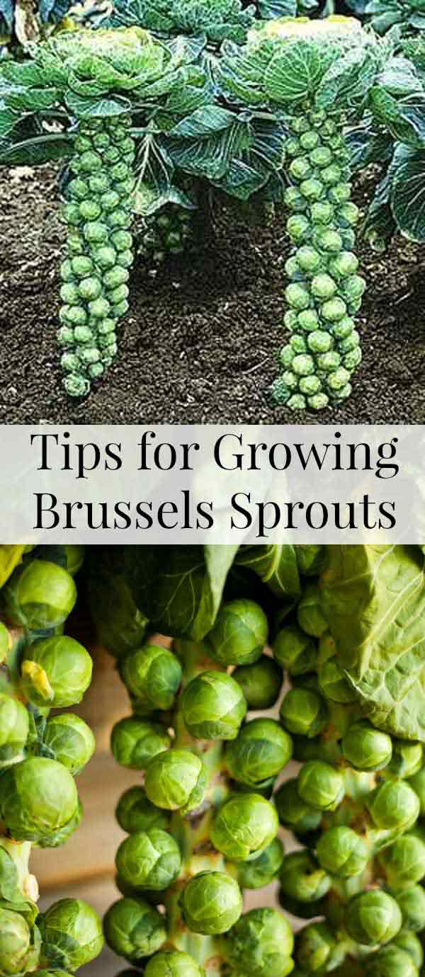 Thanks to their vertically growing habit, brussels sprouts can be a suitable addition of a space-saving container garden. 