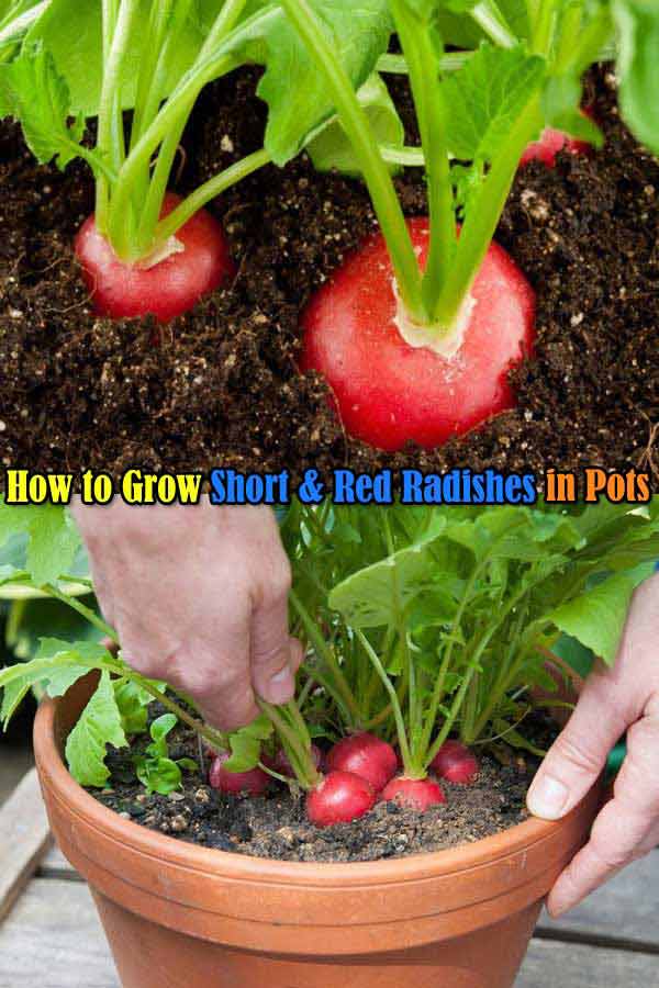 Short and red radishes can be grown in just about any pot you have. Just make sure that water them every few days and place them out on the patio. 