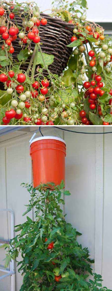 If you love fresh tomatoes throughout the year, you can easily grow them in a pot or even a hanging basket. 
