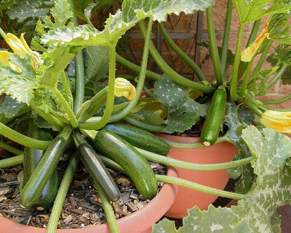 This variety of squashes or zucchini is suitable for containers and small space gardens. 