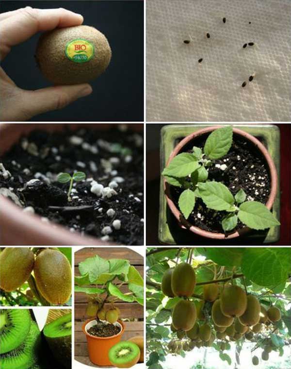 Grow your own Kiwi vines from Seeds in a Pot. 