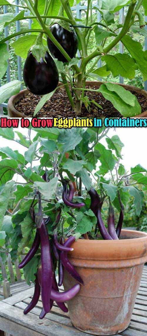 It is easy to grow eggplants in containers, you just need to look for a container that is at least 12 inches deep and 16 to 18 inches wide, then keep the container in a full sun and feed heavily. 