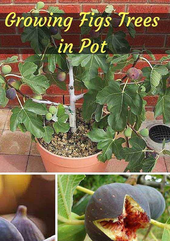 Potted Fig Tree: Figs are sweet, chewy and healthy. 