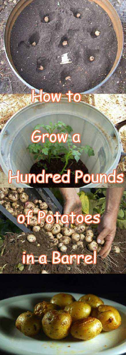 Simple Steps to Grow a Hundred Pounds of Potatoes in a Barre. 