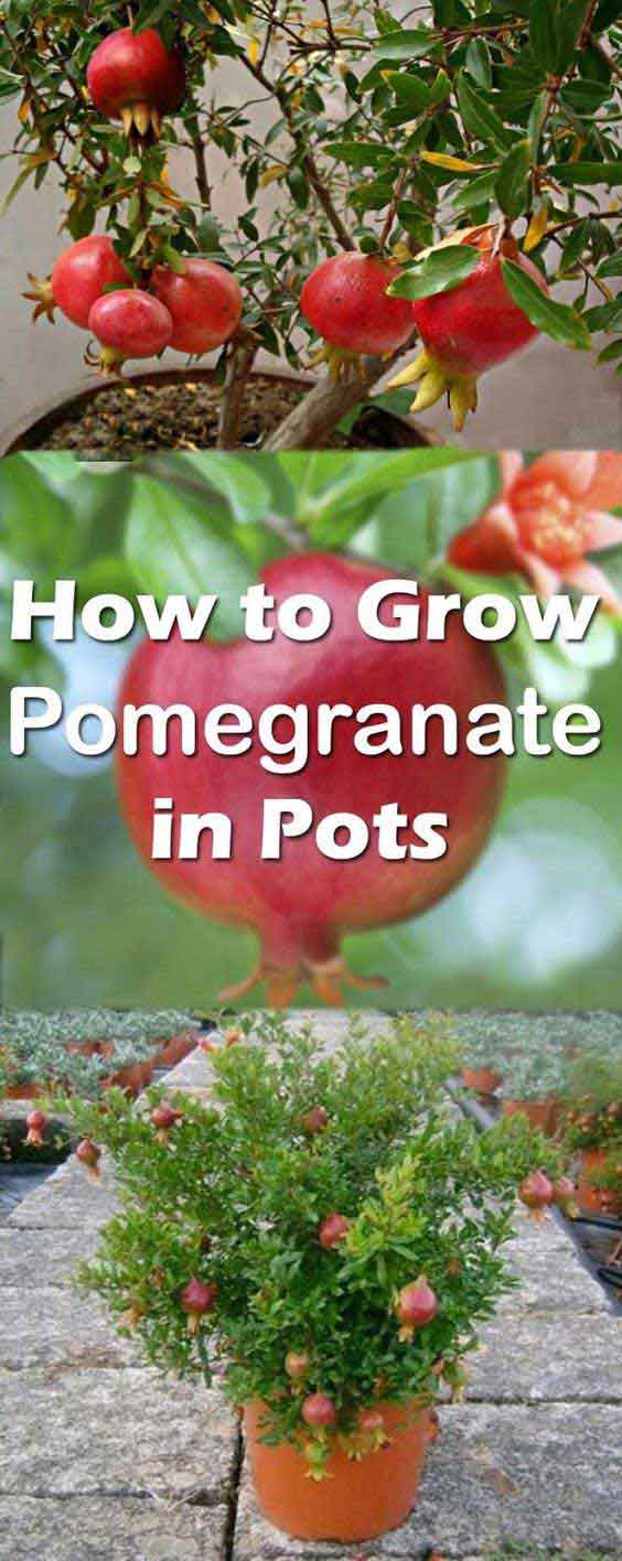 It is very easy to grow pomegranate tree in a pot, as it has shallow root system when compared to other fruit trees. 